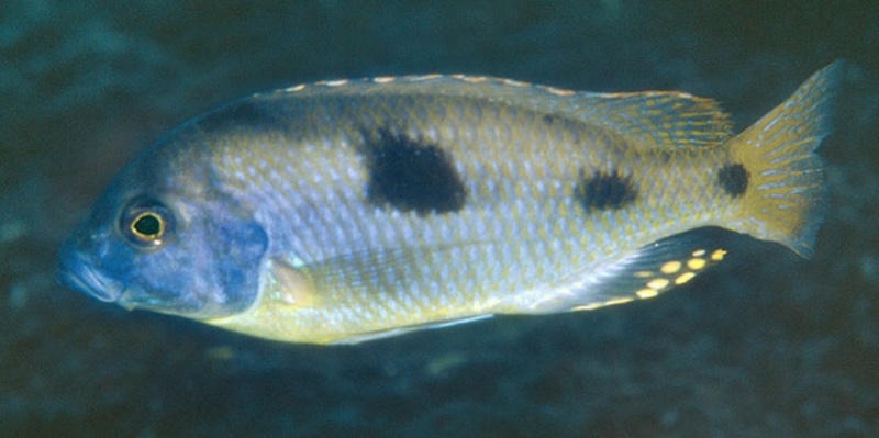 Naevochromis chrysogaster 'Taiwanee Reef'